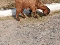 Taka, Nubian Goat — 5-rasm