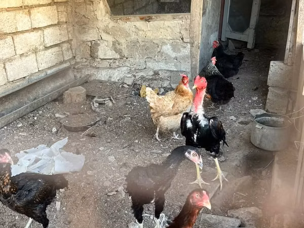 Chickens — আজারবাইজান