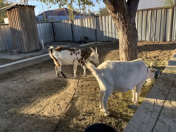 Goat, Saanen goat