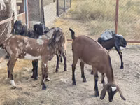 Kambing betina, Nubian Goat — foto 8