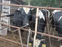 Dibi, Russian Black pied cattle — sawirka 4