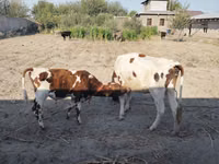Ng'ombe jike, Simmental cattle — picha 1