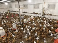 Chickens — photo 1