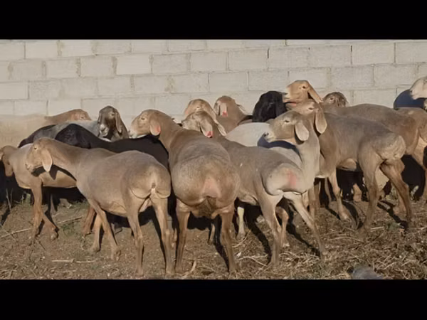 Sheep, Arashan sheep