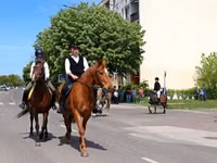 Mare, Hungarian horse breed — photo 2