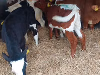Гововмол (партия, ҷинс муайян нашудааст), Simmental cattle — акс 1