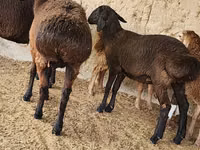 Oveja, Arashan sheep — foto 2