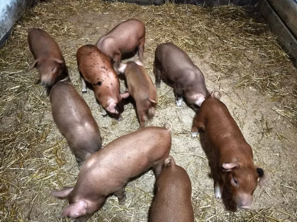 Pigs (batch, sex not specified), 