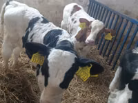 Lembu jantan, Cattle — foto 5