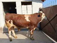 วัวตัวผู้, Simmental cattle — รูปภาพ 4
