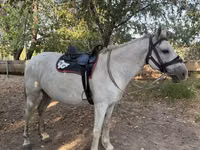 घोड़ा, Kazakh horse — फ़ोटो 5