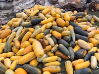 Продаю тыкву для животных — снимка 3