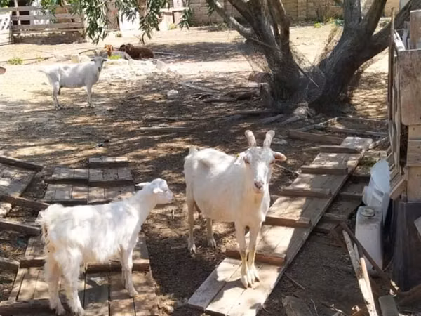 雌ヤギ, Saanen goat — アゼルバイジャン