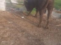 Cattle (batch, sex not specified), Cattle — photo 5