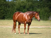 公马, Quarter Horse — 照片 2