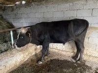 Bull, Aberdeen-Angus — photo 1