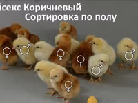 Chickens — photo 2