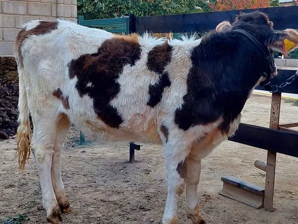 Гов, Simmental cattle — Қирғизистон