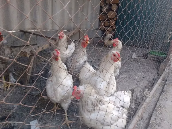 Chickens — Kirgistaan