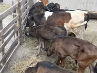 Banteng, Russian Black pied cattle — foto 4