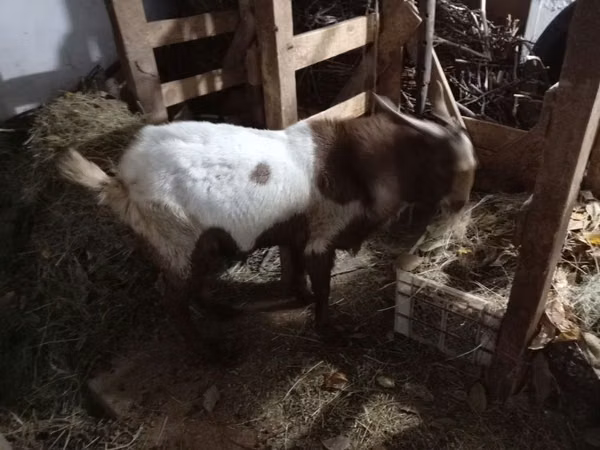 Kozel, Nubian Goat