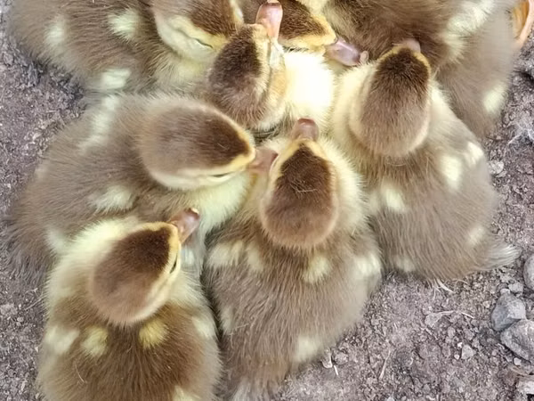 Ducks — 阿塞拜疆