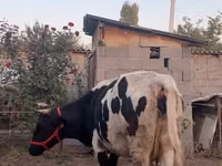 Lembu betina, Russian Black pied cattle — foto 5