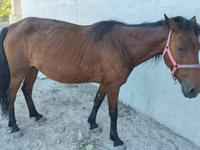 Kuda betina, Horses — foto 2