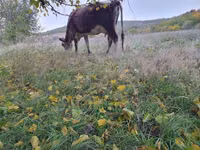 Vaca, Simmental cattle — foto 4