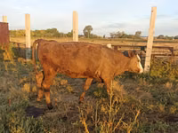 Vaca, Bovinos — foto 2