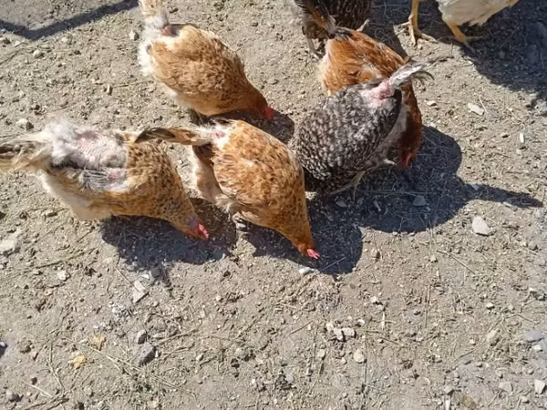 Chickens — Armenia
