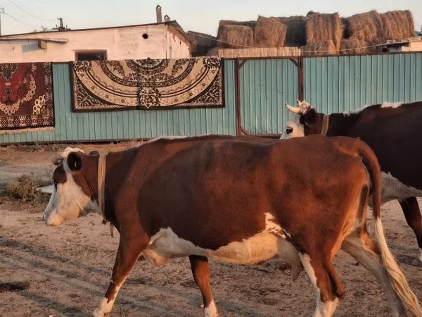 Cow, Latvian Blue cattle — Kazakhstan