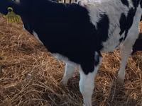 ثور, Russian Black pied cattle — الصورة 4