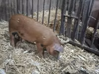 Boar — photo 1