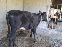 Cow, Cattle — photo 4