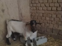 Billy Goat, Goats — photo 4