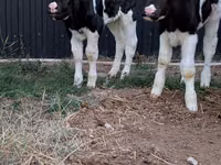 Ցուլ, Swiss cattle — լուսանկար 5