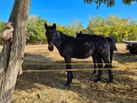 Hingst, Heste — foto 3