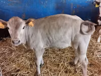 Bull, Simmental cattle — photo 2