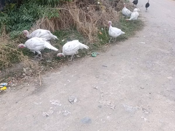 Turkeys