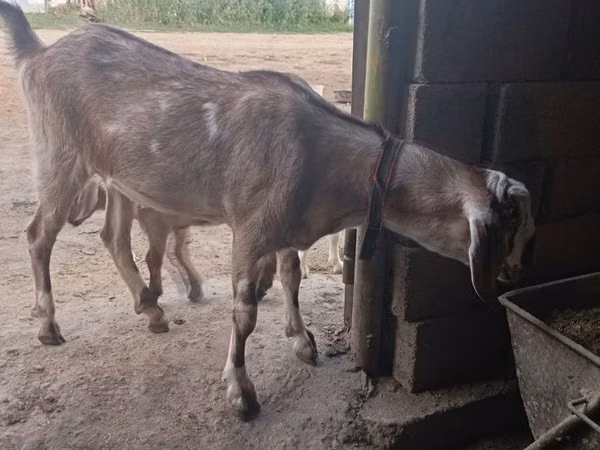 Goat, Goats — Kazakhstan