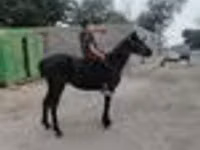 Horse (M), Horses — photo 7