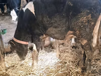 Bull, Simmental cattle — photo 3