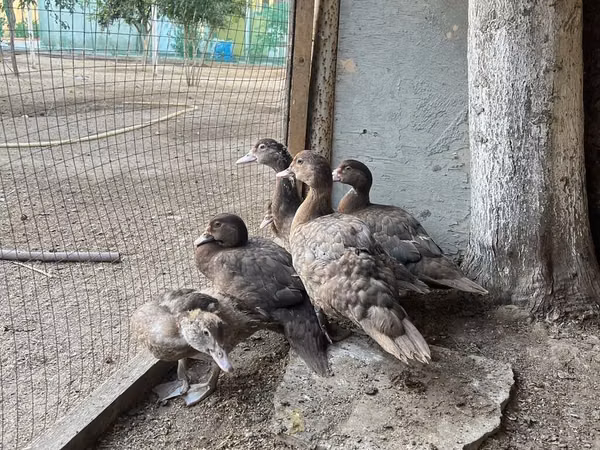 Ducks — جمهوری آذربایجان