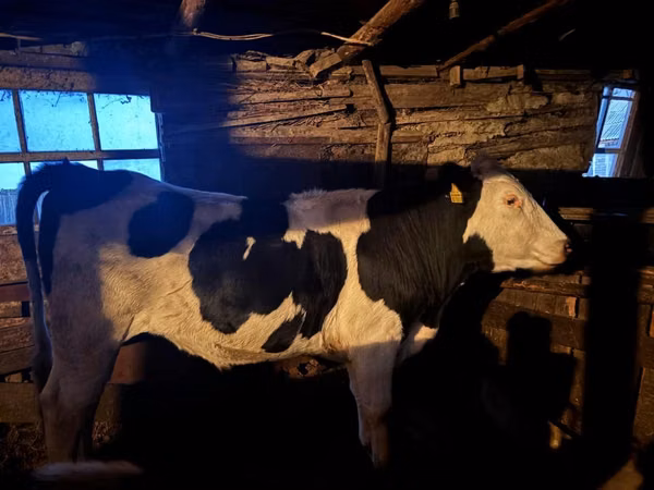 Bulle, Russian Black pied cattle — Kasachstan