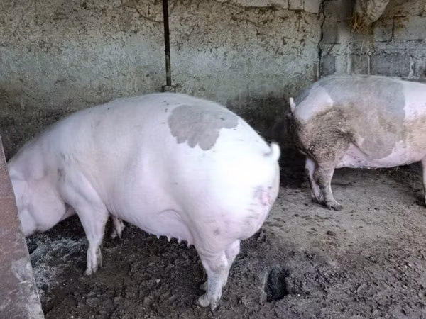Sow, Pigs — Moldova