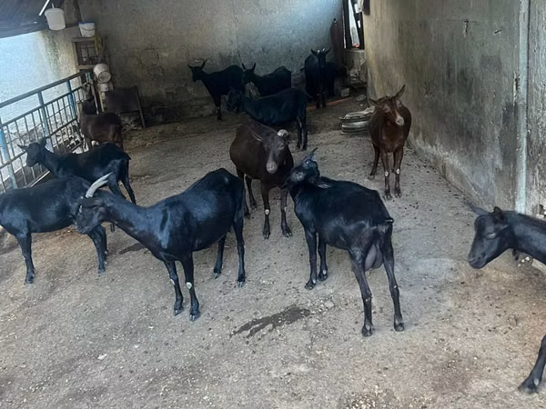 Kambing betina, Murcia-Granada goats