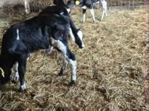सांड, Russian Black pied cattle — हंगरी