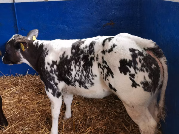 Bull, Simmental cattle