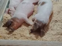 Pigs (batch, sex not specified), Pigs — photo 6
